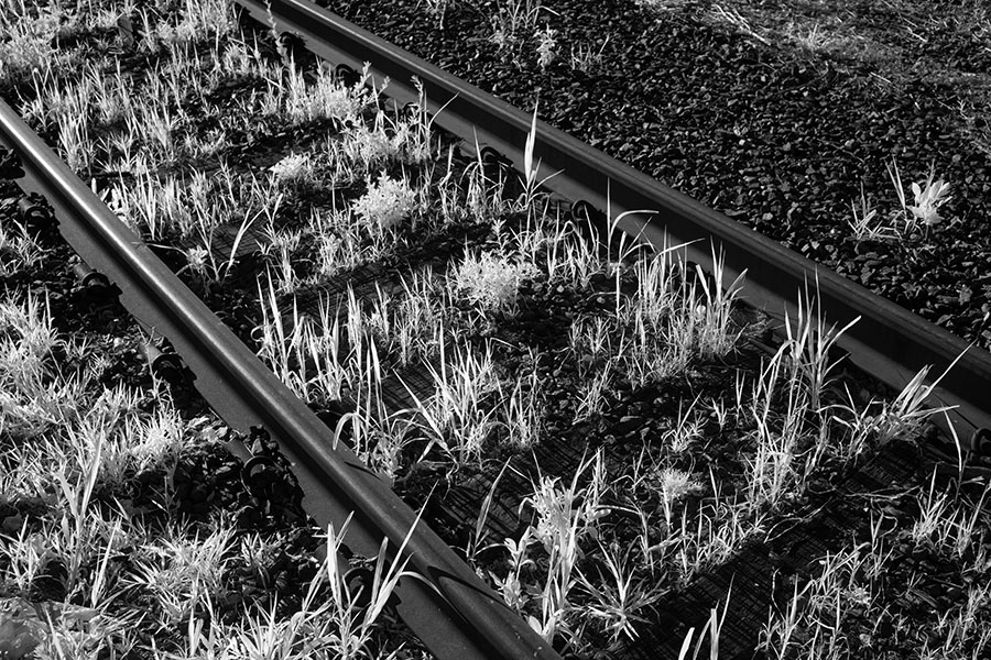 Strongly Backlit Infrared Photo of Weeds Growing Between Railroad Ties.